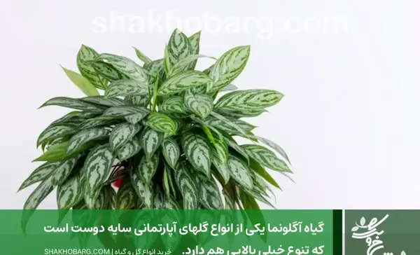 عکس گل های آپارتمانی سایه دوست