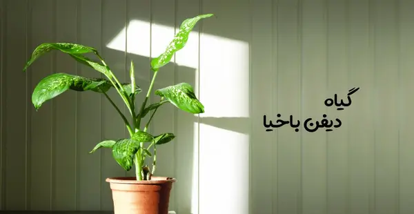 عکس گل های آپارتمانی سایه دوست
