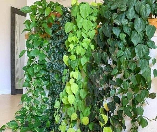 عکس گل های آپارتمانی سایه دوست