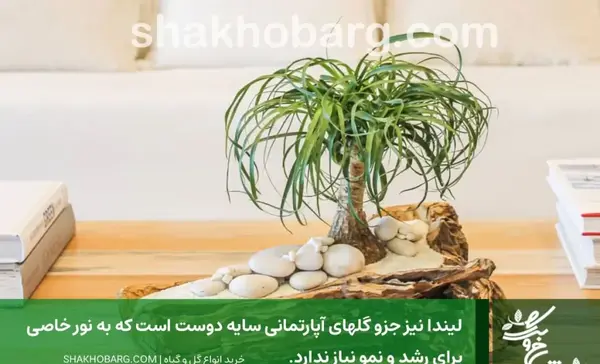 عکس گل های آپارتمانی سایه دوست