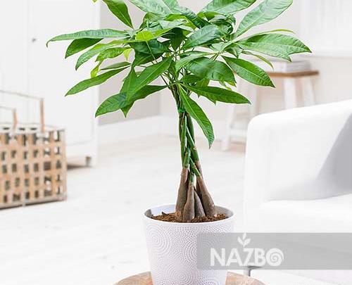 عکس گل های آپارتمانی سایه دوست