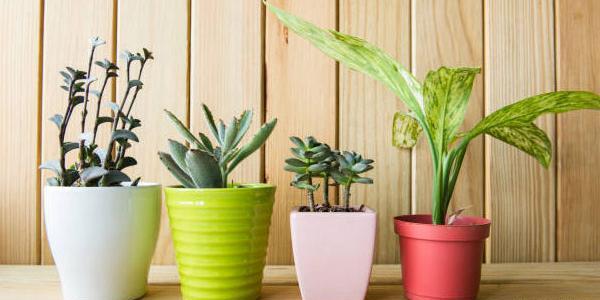 عکس گل های آپارتمانی سایه دوست