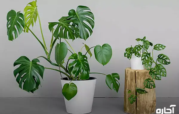 عکس گل های آپارتمانی سایه دوست