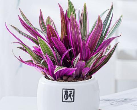 عکس گل گندمی کریستال