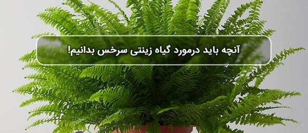 عکس گل سرخس