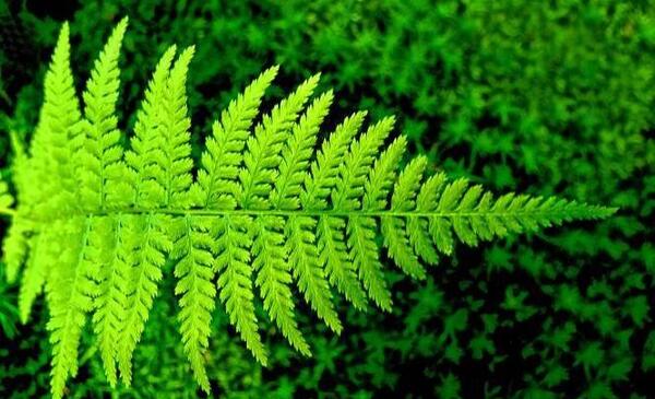 عکس گل سرخس