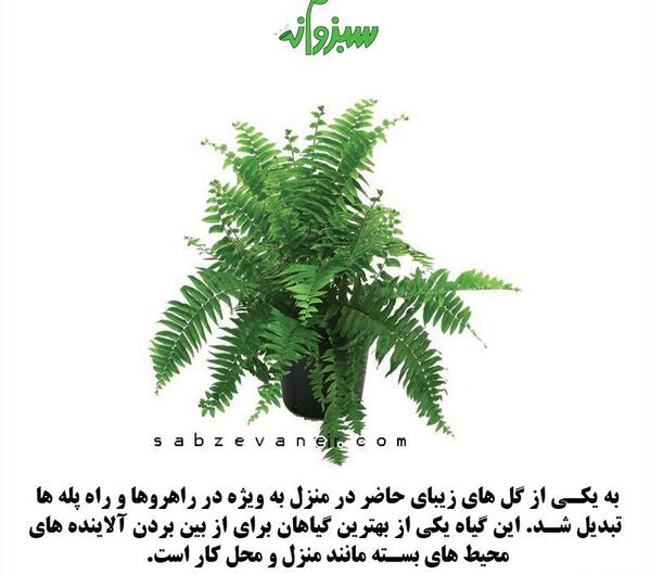 عکس گل سرخس