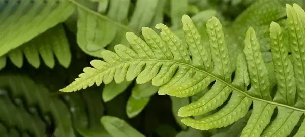 عکس گل سرخس