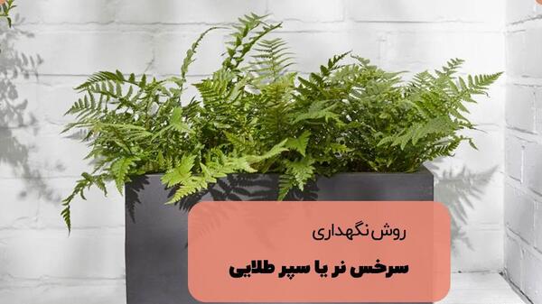 عکس گل سرخس