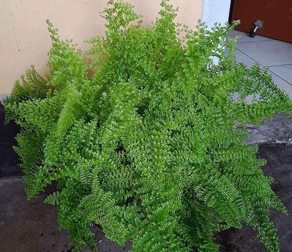 عکس گل سرخس