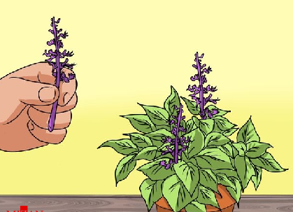 عکس گل حسن یوسف قرمز