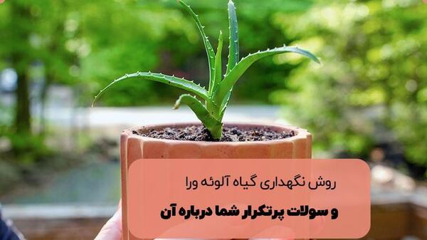 عکس گل آلوورا کوچک