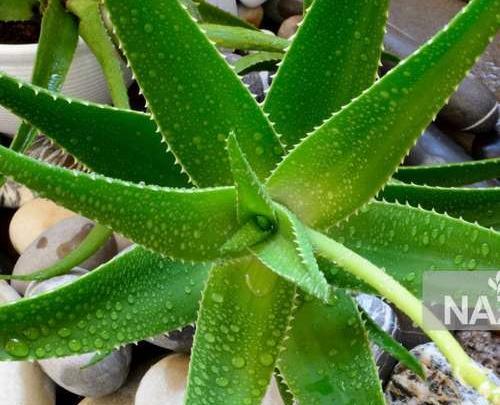 عکس گل آلوورا کوچک