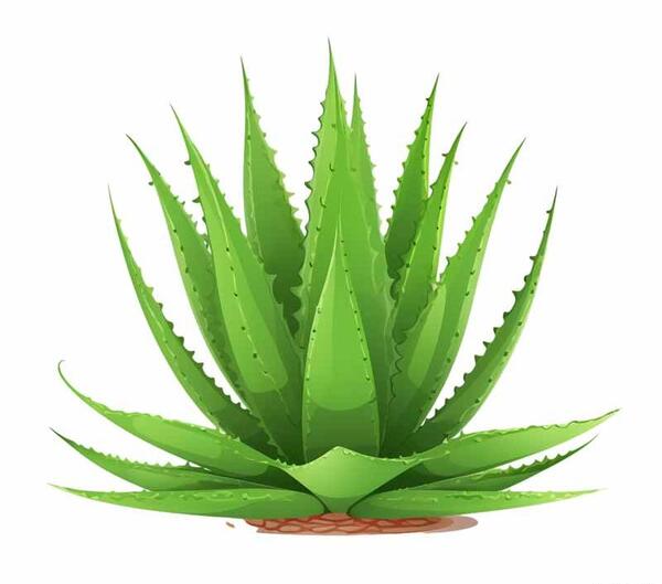 عکس گل آلوورا کوچک