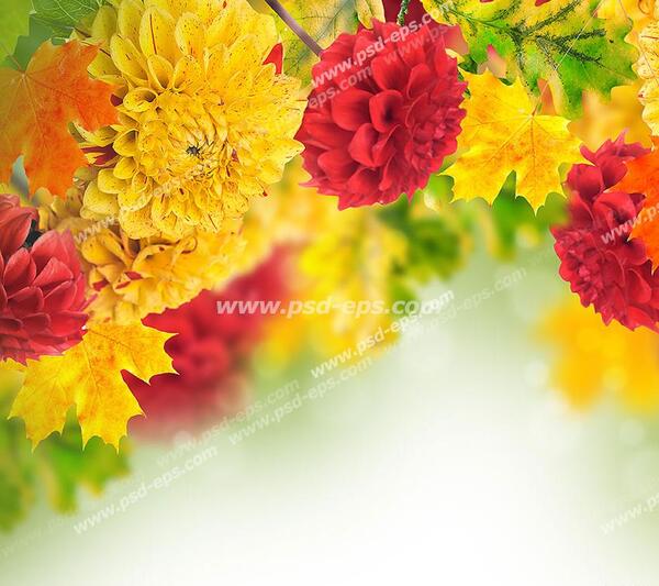 عکس گل زرد زیبا