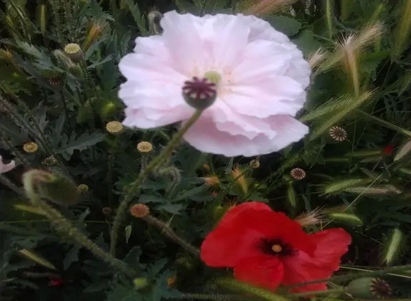 عکس گل شقایق سفید