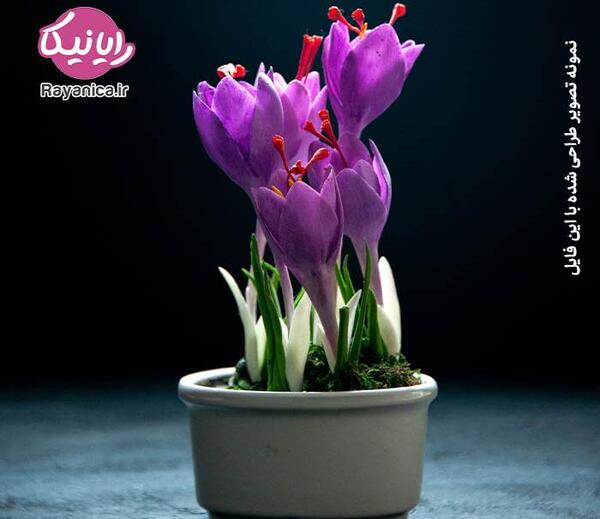 عکس گل زعفران با کیفیت بالا