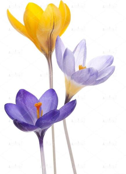 عکس گل زعفران با کیفیت بالا