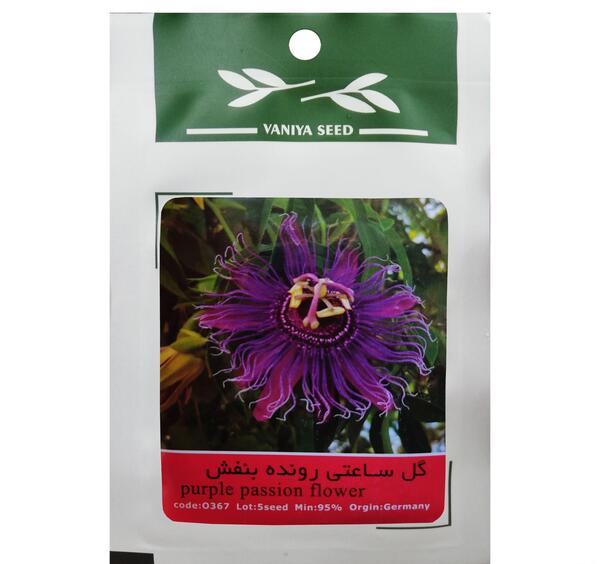 عکس گل ساعتی رونده