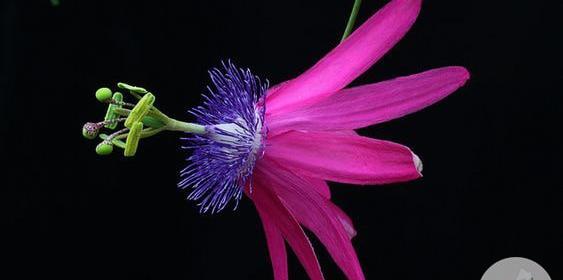 عکس گل ساعتی رونده