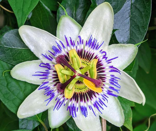 عکس گل ساعتی رونده