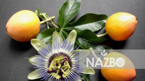 عکس گل ساعتی رونده