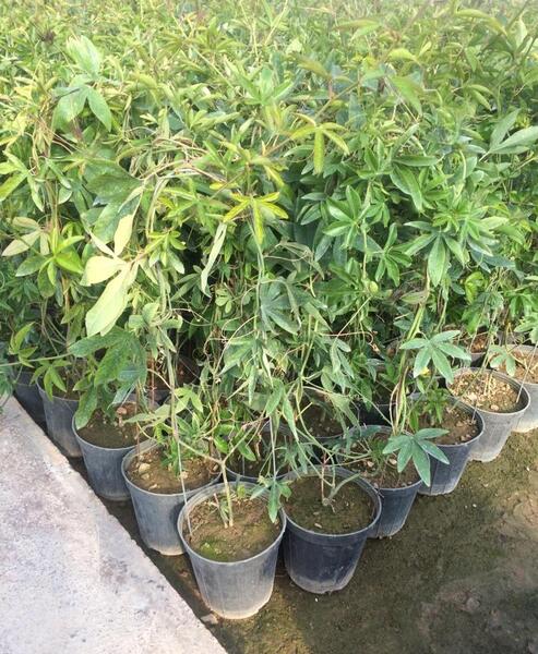 عکس گل ساعتی رونده
