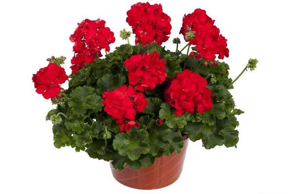 عکس گل شمعدانی سفید