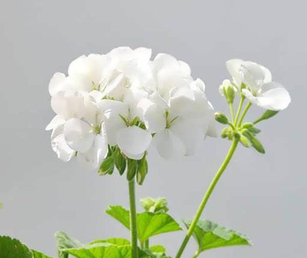 عکس گل شمعدانی سفید