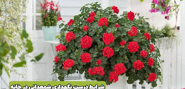 عکس گل شمعدانی سفید