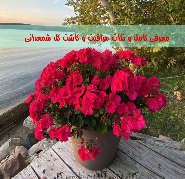 عکس گل شمعدانی سفید