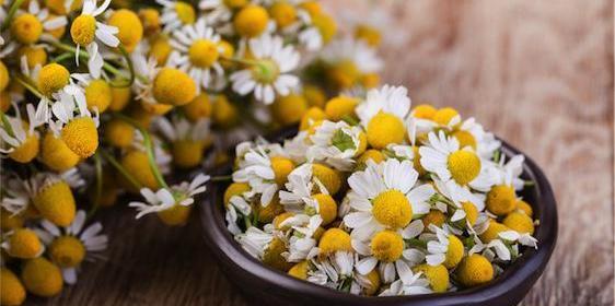 عکس گل بابونه خشک