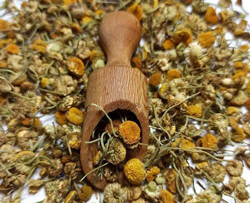 عکس گل بابونه خشک