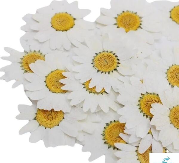 عکس گل بابونه خشک