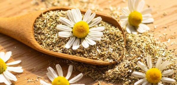 عکس گل بابونه خشک