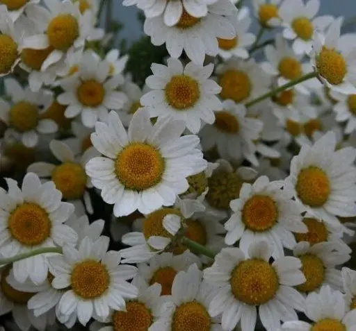 عکس گل بابونه خشک