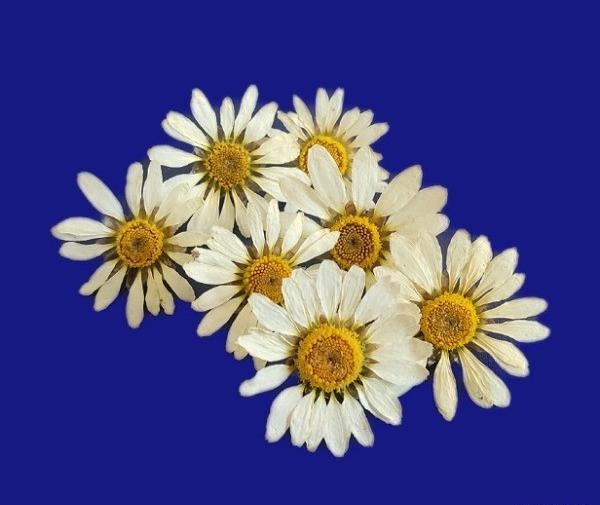 عکس گل بابونه خشک