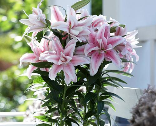 عکس گل لیلیوم صورتی