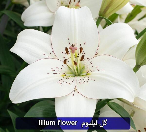 عکس گل لیلیوم صورتی