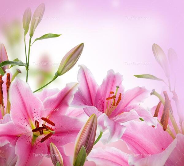 عکس گل لیلیوم صورتی