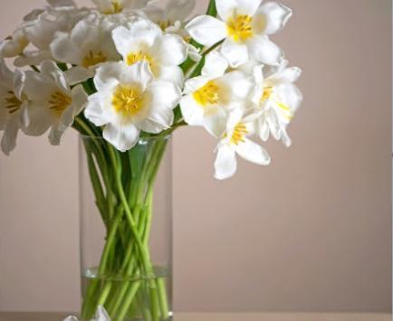 زیباترین عکس گل نرگس برای پروفایل