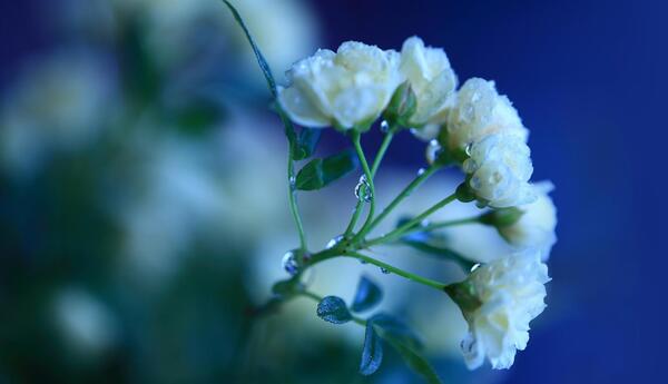 عکس های گل رز سفید