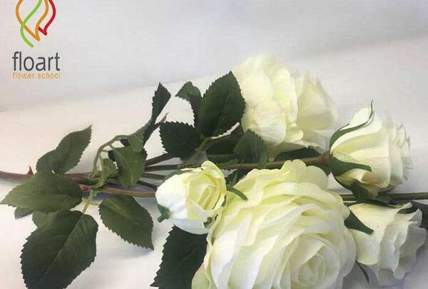 عکس های گل رز سفید