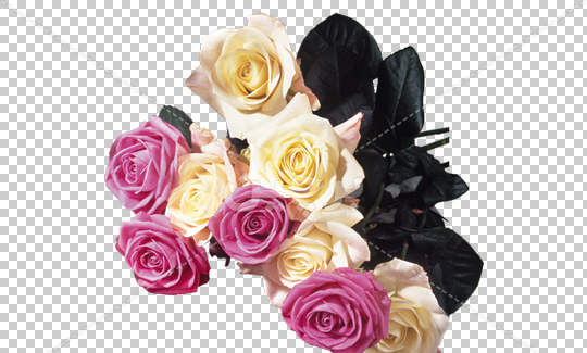 عکس های گل رز سفید