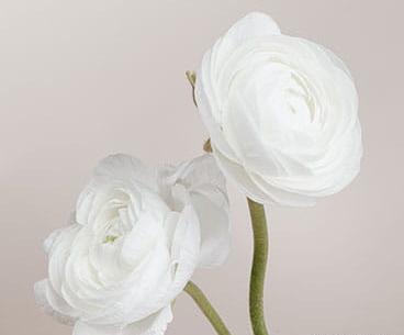 عکس های گل رز سفید