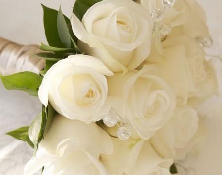 عکس های گل رز سفید