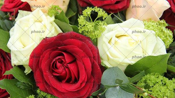 عکس های گل رز سفید