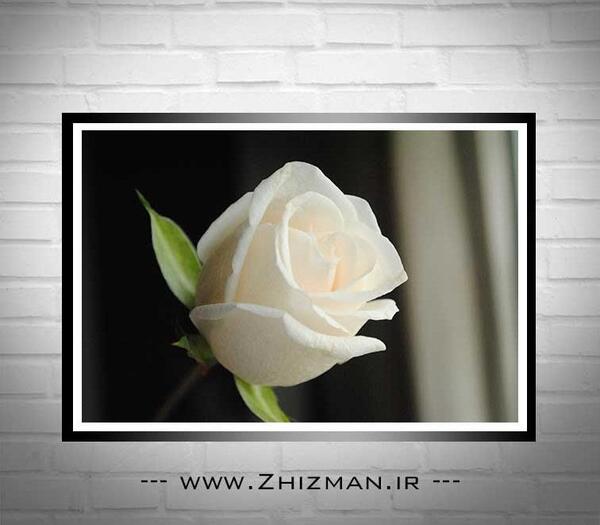 عکس های گل رز سفید