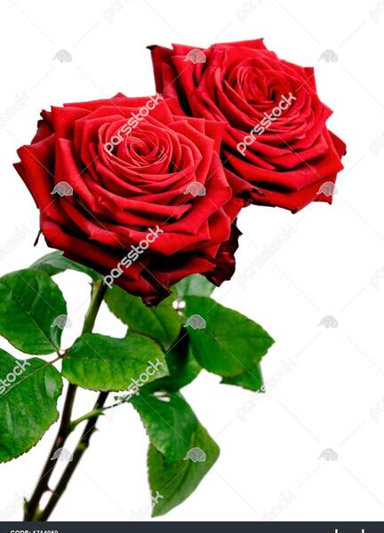 عکس های گل رز سفید
