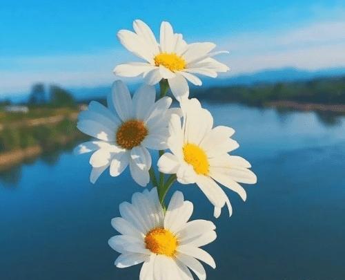 عکس گل ساده برای پروفایل